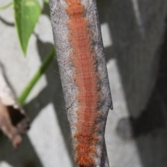 Lasiocampidae (family) at Cotter River, ACT - 6 Feb 2017