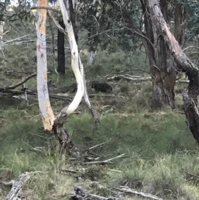 Vombatus ursinus (Common wombat, Bare-nosed Wombat) at QPRC LGA - 10 Feb 2017 by yellowboxwoodland