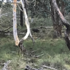 Vombatus ursinus (Common wombat, Bare-nosed Wombat) at Bungendore, NSW - 10 Feb 2017 by yellowboxwoodland