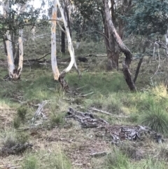 Vombatus ursinus at Bungendore, NSW - 11 Feb 2017