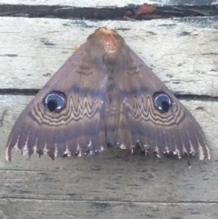 Dasypodia selenophora (Southern old lady moth) at QPRC LGA - 11 Feb 2017 by Safarigirl