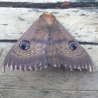 Dasypodia selenophora (Southern old lady moth) at QPRC LGA - 11 Feb 2017 by Safarigirl