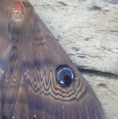 Dasypodia selenophora at Burra, NSW - 11 Feb 2017