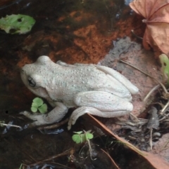 Litoria peronii (Peron's Tree Frog, Emerald Spotted Tree Frog) at Burra, NSW - 11 Feb 2017 by Safarigirl