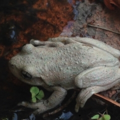 Litoria peronii at Burra, NSW - 11 Feb 2017