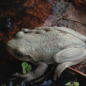 Litoria peronii at Burra, NSW - 11 Feb 2017 12:22 PM