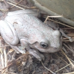 Litoria peronii at Burra, NSW - 11 Feb 2017