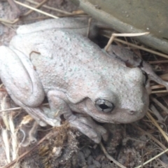 Litoria peronii at Burra, NSW - 11 Feb 2017