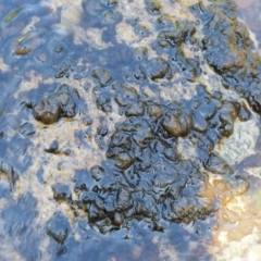 Nostoc verrucossum (A cyanobacterium) at Cotter River, ACT - 4 Jan 2017 by KenT