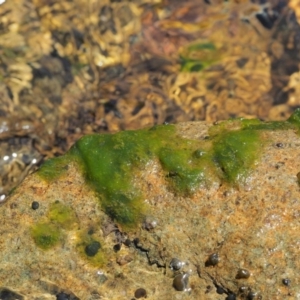 Spirogyra sp. at Cotter River, ACT - 5 Jan 2017