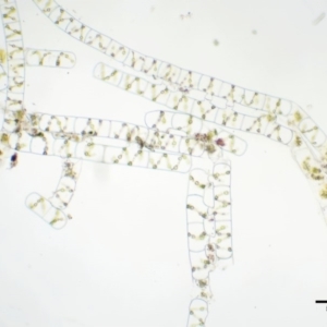 Spirogyra sp. at Cotter River, ACT - 5 Jan 2017