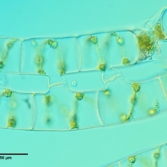 Spirogyra sp. at Cotter River, ACT - 5 Jan 2017