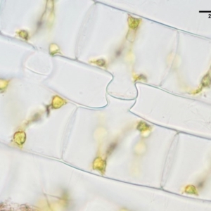 Spirogyra sp. at Cotter River, ACT - 5 Jan 2017