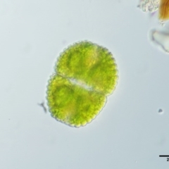 Cosmarium sp. (A freshwater algae) at Namadgi National Park - 7 Jan 2017 by KenT