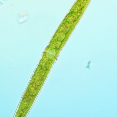 Pleurotaenium trabecula (Green Freshwater Algae) at Namadgi National Park - 7 Jan 2017 by KenT