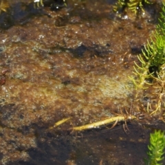 Spirogyra sp. (Green Algae) at Mount Clear, ACT - 7 Jan 2017 by KenT