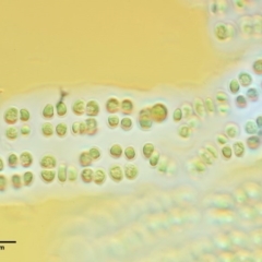 Parallela novae-zelandiae at Cotter River, ACT - 27 Jan 2017 10:19 AM