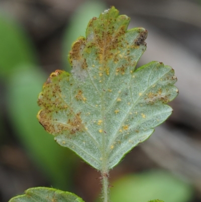 Phragmidium barnardii (a rust fungus) at Cotter River, ACT - 27 Jan 2017 by KenT