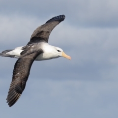 Thalassarche melanophris (Black-browed Albatross) at Green Cape, NSW - 18 Aug 2015 by Leo