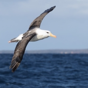 Thalassarche melanophris at Green Cape, NSW - 18 Aug 2015