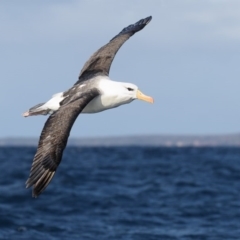 Thalassarche melanophris (Black-browed Albatross) at Green Cape, NSW - 18 Aug 2015 by Leo