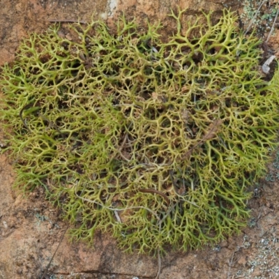 Cladia aggregata (A lichen) at Cotter River, ACT - 26 Jan 2017 by KenT