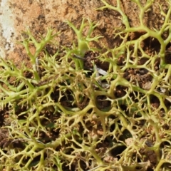 Cladia aggregata at Cotter River, ACT - 27 Jan 2017