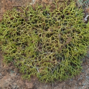 Cladia aggregata at Cotter River, ACT - 27 Jan 2017