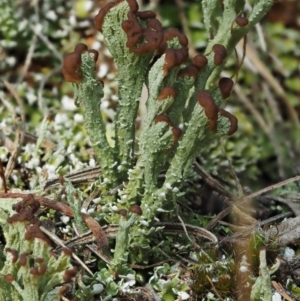 Cladonia sp. (genus) at Cotter River, ACT - 27 Jan 2017 08:57 AM