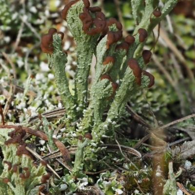 Cladonia sp. (genus) (Cup Lichen) at Namadgi National Park - 26 Jan 2017 by KenT