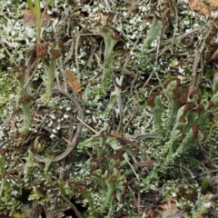 Cladonia sp. (genus) at Cotter River, ACT - 27 Jan 2017 08:57 AM