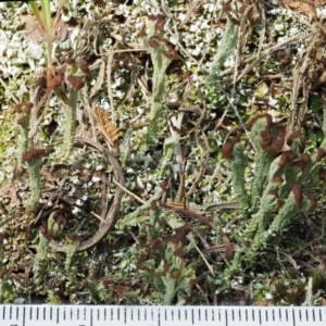 Cladonia sp. (genus) at Cotter River, ACT - 27 Jan 2017 08:57 AM