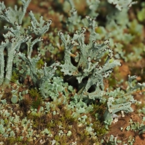 Cladonia sp. (genus) at Cotter River, ACT - 27 Jan 2017