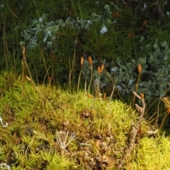 Pottiaceae (family) (A moss) at Cotter River, ACT - 27 Jan 2017 by KenT