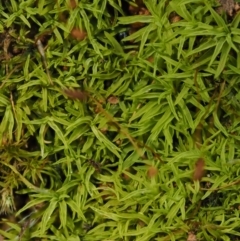 Pottiaceae (family) at Cotter River, ACT - 27 Jan 2017