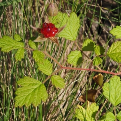 Rubus parvifolius (Native Raspberry) at Cotter River, ACT - 26 Jan 2017 by KenT