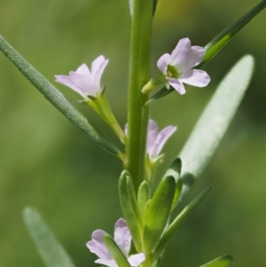 Lythrum hyssopifolia at Cotter River, ACT - 18 May 2016 09:01 AM