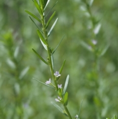 Lythrum hyssopifolia at Cotter River, ACT - 18 May 2016 09:01 AM