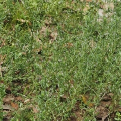 Lythrum hyssopifolia at Cotter River, ACT - 18 May 2016 09:01 AM