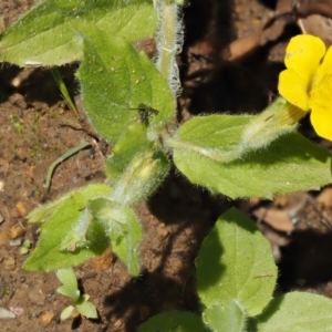 Erythranthe moschata at Cotter River, ACT - 27 Jan 2017