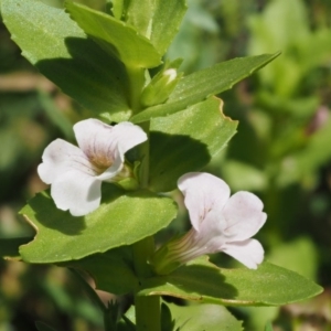 Gratiola peruviana at Cotter River, ACT - 18 May 2016