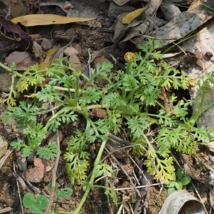 Leptinella filicula at Cotter River, ACT - 27 Jan 2017 11:11 AM