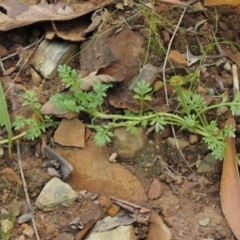 Leptinella filicula at Cotter River, ACT - 27 Jan 2017