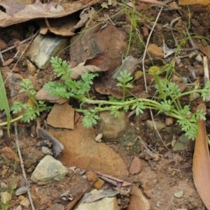 Leptinella filicula at Cotter River, ACT - 27 Jan 2017 11:11 AM