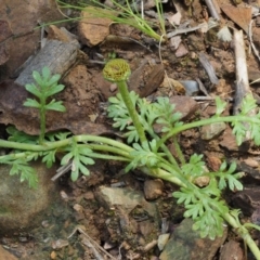 Leptinella filicula at Cotter River, ACT - 27 Jan 2017 11:11 AM