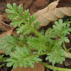 Leptinella filicula at Cotter River, ACT - 27 Jan 2017 11:11 AM