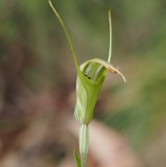 Diplodium decurvum (Summer greenhood) at Cotter River, ACT - 26 Jan 2017 by KenT