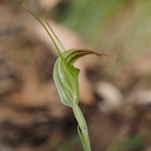 Diplodium decurvum at Cotter River, ACT - suppressed