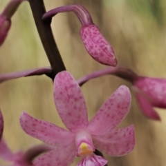 Dipodium roseum at Cotter River, ACT - 27 Jan 2017