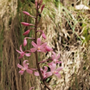 Dipodium roseum at Cotter River, ACT - 27 Jan 2017